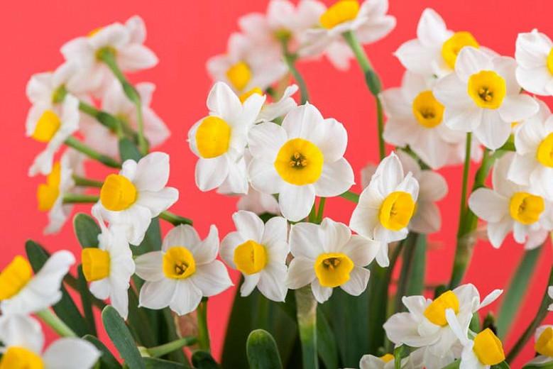 Narcissus Canaliculatus, Narcissus Tazetta, Bunch-Flowered Daffodil, French Daffodil, Polyanthus Daffodil, Polyanthus Narcissus, St Joseph's Staff, Spring Bulbs, Spring Flowers